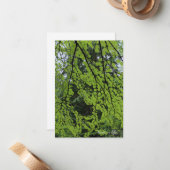 Lente boom gebladerte notitiekaartje (Voorkant / Achterkant in situ)