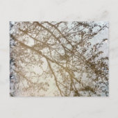 Lente boomreflecties fietspad plas Canada Briefkaart (Voorkant)