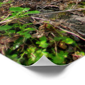 Lente Bosfoto Poster (Hoek)