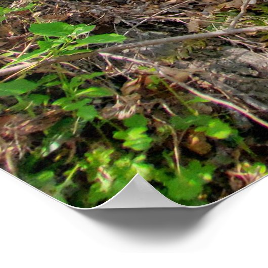 Lente Bosfoto Poster (Hoek)