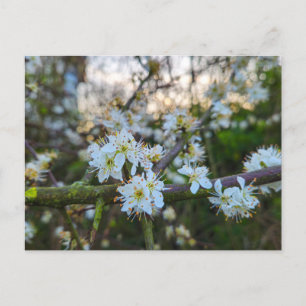 Lente briefkaart