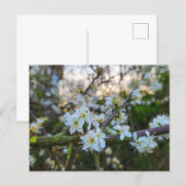 Lente briefkaart (Voorkant / Achterkant)