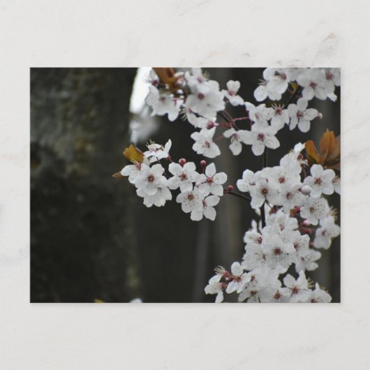 Lente briefkaart (Voorkant)