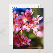 lente briefkaart (Voorkant / Achterkant)