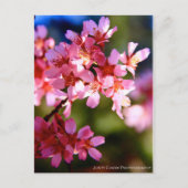 lente briefkaart (Voorkant)