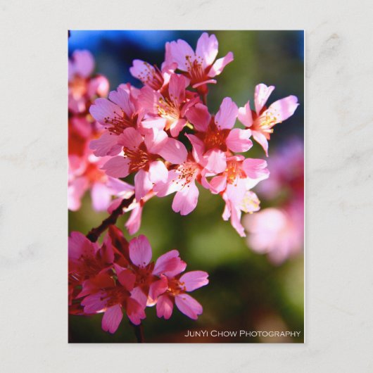 lente briefkaart (Voorkant)