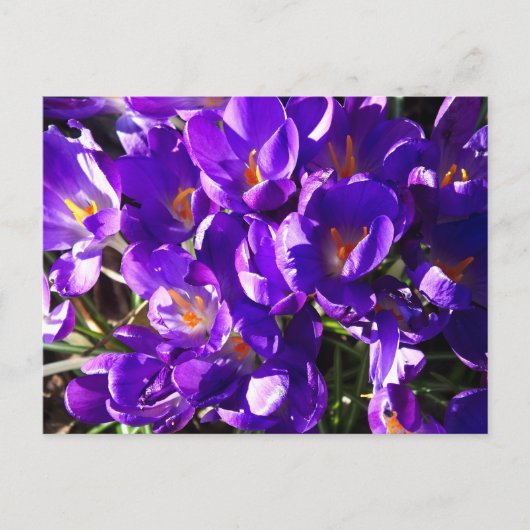 LENTE CROCUS BRIEFKAART (Voorkant)