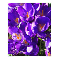LENTE CROCUS