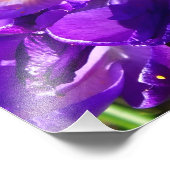 LENTE CROCUS FOTO AFDRUK (Hoek)