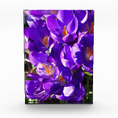 LENTE CROCUS FOTOBLOKKEN (Voorkant)