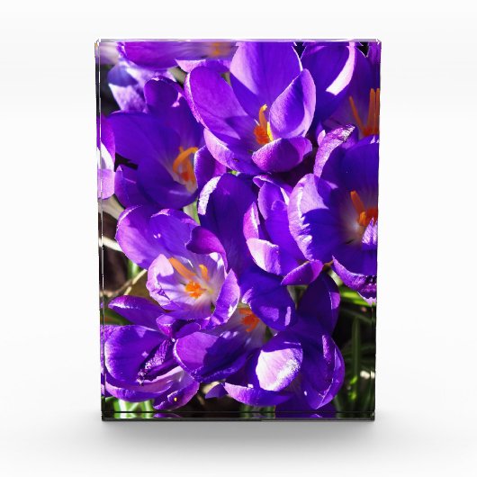 LENTE CROCUS FOTOBLOKKEN (Voorkant)