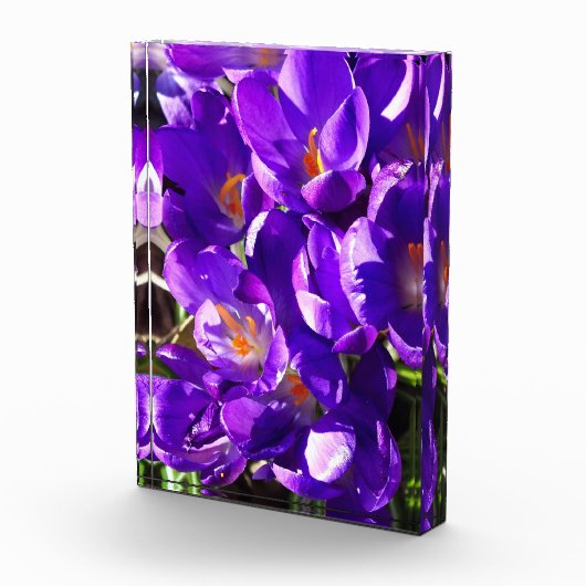 LENTE CROCUS FOTOBLOKKEN (Rechts)