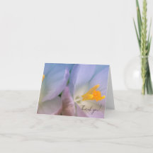 Lente Crocus Fotografie