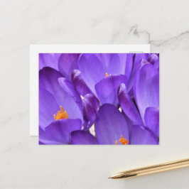 Lente Crocus Fotografie Briefkaart
