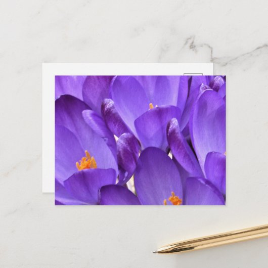 Lente Crocus Fotografie Briefkaart (Voorkant / Achterkant in situ)
