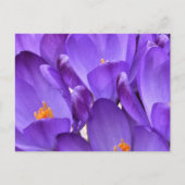 Lente Crocus Fotografie Briefkaart (Voorkant)