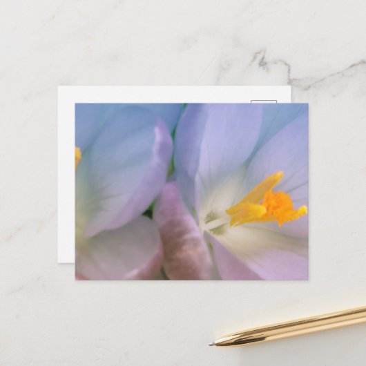 Lente Crocus Fotografie Briefkaart (Voorkant / Achterkant in situ)