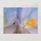 Lente Crocus Fotografie Briefkaart (Voorkant)