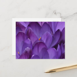 Lente Crocus Fotografie Briefkaart