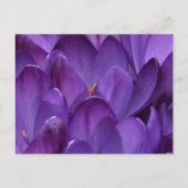 Lente Crocus Fotografie Briefkaart (Voorkant)