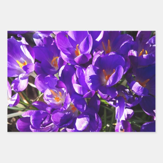 LENTE CROCUS INPAKPAPIER VEL (Voorkant)