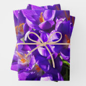 LENTE CROCUS INPAKPAPIER VEL (In situ)