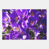 LENTE CROCUS INPAKPAPIER VEL (Voorkant 3)