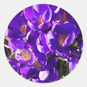 LENTE CROCUS RONDE STICKER