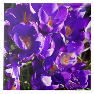 LENTE CROCUS TEGELTJE