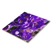 LENTE CROCUS TEGELTJE (Zijkant)