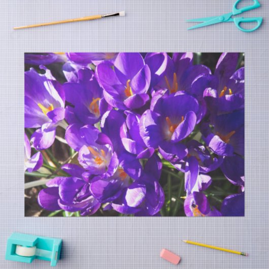 LENTE CROCUS TISSUEPAPIER (Craft)