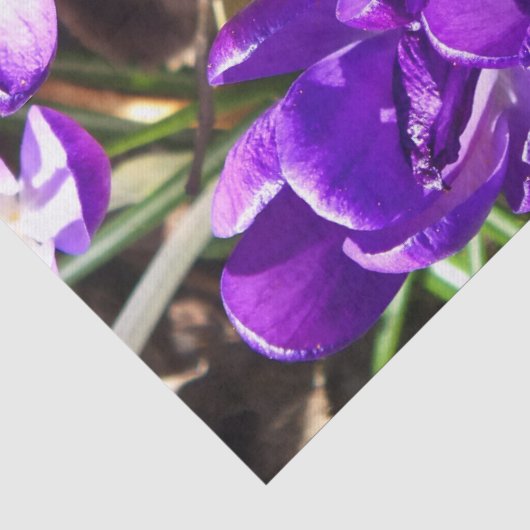 LENTE CROCUS TISSUEPAPIER (Detail)