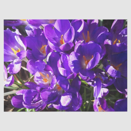 LENTE CROCUS TISSUEPAPIER (Voorkant)