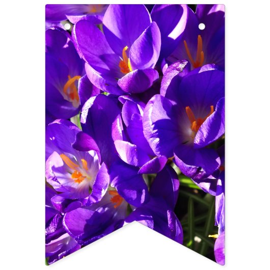 LENTE CROCUS VLAGGETJES (Tweede vlag)