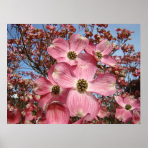 Lente Dogwood Bloesem kunstprint canvas omlijst Poster