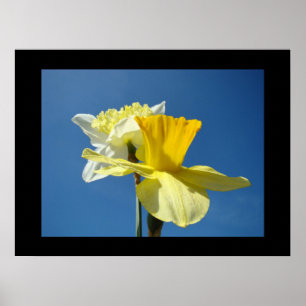 Lente Fine Art Prints Gele Narcis Blauwe Lucht