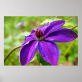 Lente Fling. Poster (Voorkant)