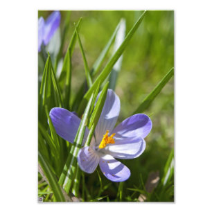 Lente Foto Afdruk