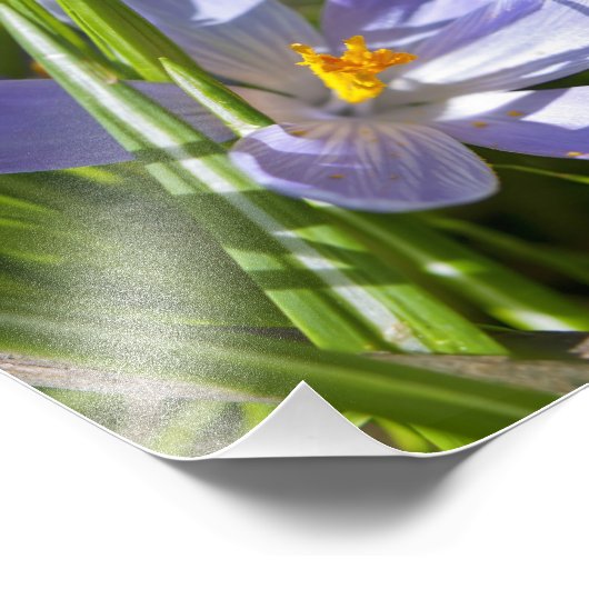 lente foto afdruk (Hoek)