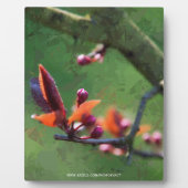 Lente Fotoplaat (Voorkant)