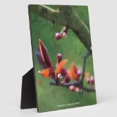 Lente Fotoplaat (Zijkant)
