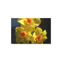 Lente gele daffodilbloemfotokunst.