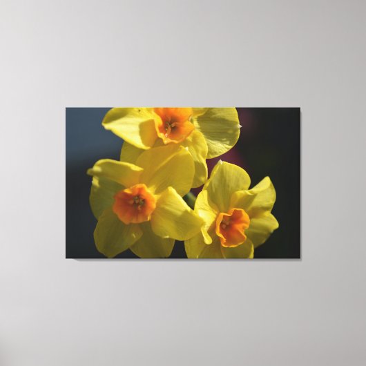 Lente gele daffodilbloemfotokunst. canvas afdruk (Voorkant)