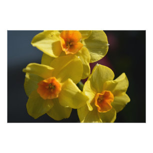 Lente gele narcis bloem foto kunst. afdruk