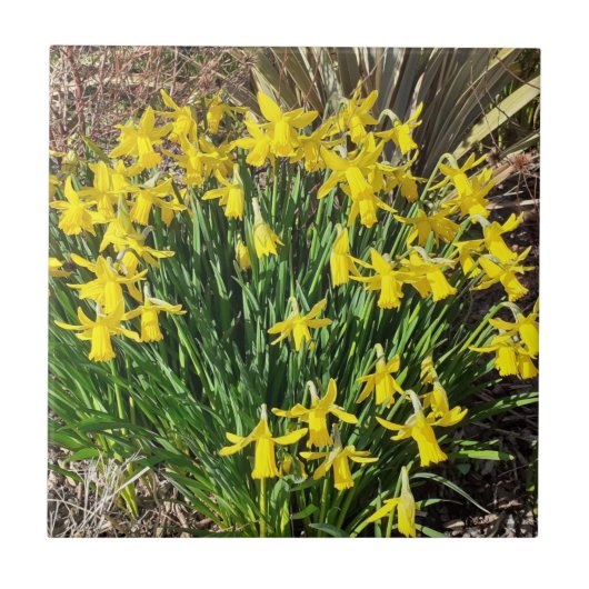 Lente Gele Narcissen Keramische Tegels Tegeltje (Voorkant)