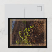 lente groen briefkaart (Voorkant / Achterkant)