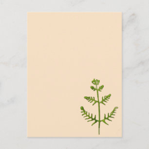 lente groen briefkaart