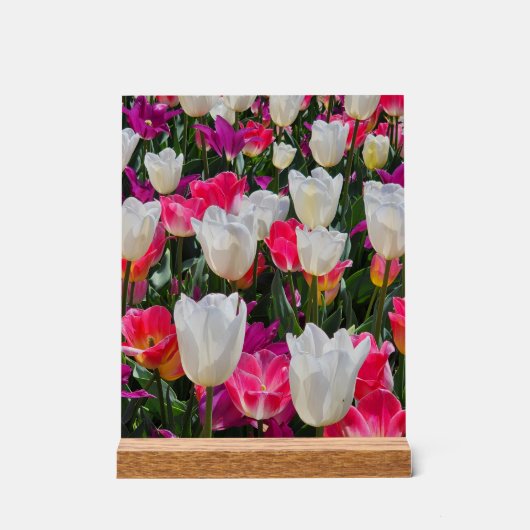 Lente in bloei acryl bord (Voorkant)