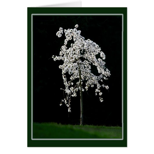 Lente in Bloom (Voorkant)