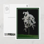 Lente in Bloom Briefkaart (Voorkant / Achterkant)
